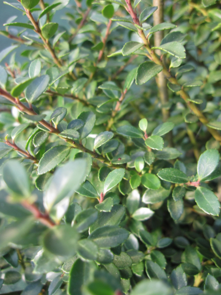 Ilex crenata Samurai